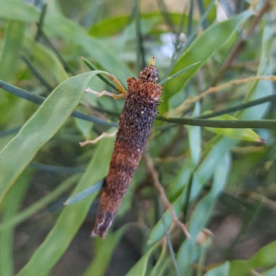 Lepidoscia (genus) IMMATURE (Unidentified Cone Case Moth larva, pupa, or case) at Kambah, ACT - 24 Nov 2022 by MatthewFrawley