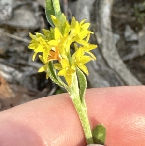 Pimelea curviflora var. sericea at Cook, ACT - 24 Nov 2022