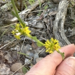 Pimelea curviflora var. sericea at Cook, ACT - 24 Nov 2022