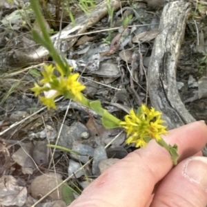 Pimelea curviflora var. sericea at Cook, ACT - 24 Nov 2022