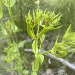 Centaurium erythraea (Common Centaury) at Cook, ACT - 24 Nov 2022 by lbradley