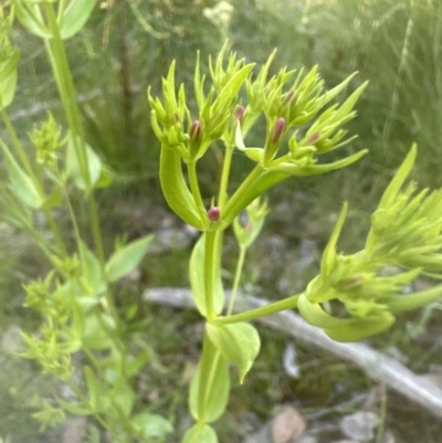 Centaurium erythraea (Common Centaury) at Aranda Bushland - 24 Nov 2022 by lbradley