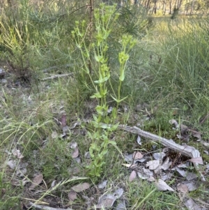 Centaurium erythraea at Cook, ACT - 24 Nov 2022 06:48 PM