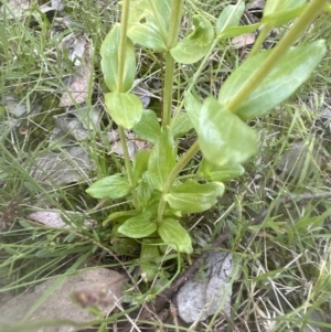 Centaurium erythraea at Cook, ACT - 24 Nov 2022