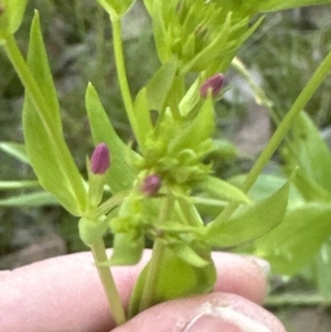 Centaurium erythraea at Cook, ACT - 24 Nov 2022