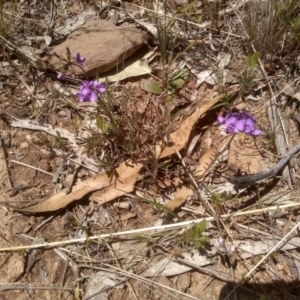 Swainsona sericea at Dairymans Plains, NSW - 23 Nov 2022 01:17 PM