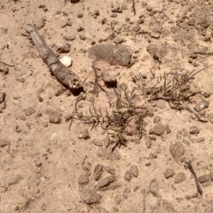 Swainsona sericea at Dairymans Plains, NSW - 23 Nov 2022 01:17 PM