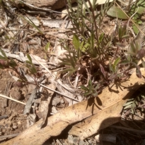 Swainsona sericea at Dairymans Plains, NSW - 23 Nov 2022 01:17 PM