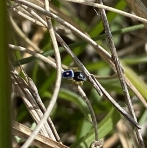 Maratus hesperus at Mount Clear, ACT - 24 Nov 2022