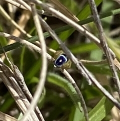 Maratus hesperus at Mount Clear, ACT - 24 Nov 2022 02:50 PM