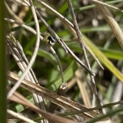 Maratus hesperus at Mount Clear, ACT - 24 Nov 2022