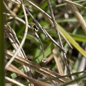 Maratus hesperus at Mount Clear, ACT - 24 Nov 2022 02:50 PM