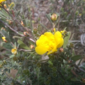 Hibbertia obtusifolia at Dairymans Plains, NSW - 23 Nov 2022 01:22 PM