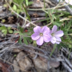 Geranium potentilloides var. potentilloides at Dairymans Plains, NSW - 23 Nov 2022 01:31 PM