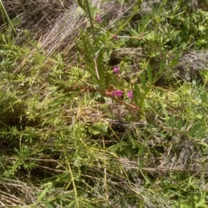 Vicia sativa at Dairymans Plains, NSW - 23 Nov 2022 01:35 PM