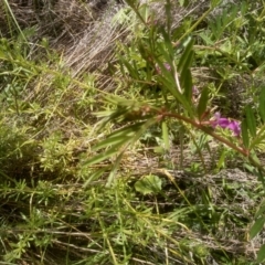 Vicia sativa at Dairymans Plains, NSW - 23 Nov 2022 01:35 PM