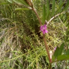 Vicia sativa at Dairymans Plains, NSW - 23 Nov 2022 01:35 PM