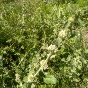 Marrubium vulgare at Dairymans Plains, NSW - 23 Nov 2022