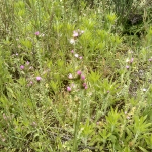 Carduus tenuiflorus at Dairymans Plains, NSW - 23 Nov 2022