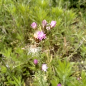 Carduus tenuiflorus at Dairymans Plains, NSW - 23 Nov 2022