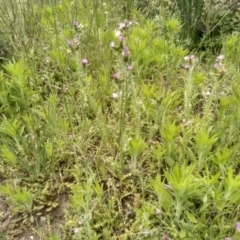 Carduus tenuiflorus at Dairymans Plains, NSW - 23 Nov 2022