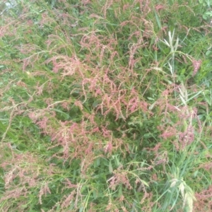 Rumex acetosella at Dairymans Plains, NSW - 23 Nov 2022