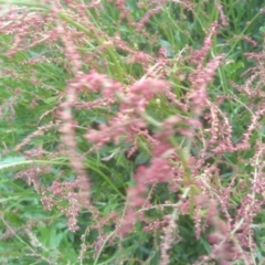 Rumex acetosella at Dairymans Plains, NSW - 23 Nov 2022