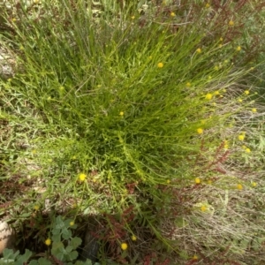 Calotis lappulacea at Dairymans Plains, NSW - 23 Nov 2022 01:49 PM