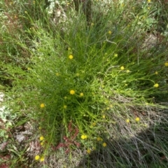 Calotis lappulacea at Dairymans Plains, NSW - 23 Nov 2022 01:49 PM