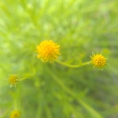 Calotis lappulacea at Dairymans Plains, NSW - 23 Nov 2022 01:49 PM