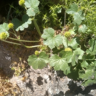 Hydrocotyle laxiflora (Stinking Pennywort) at Dairymans Plains, NSW - 23 Nov 2022 by mahargiani