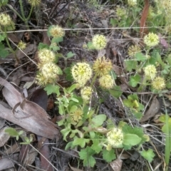 Hydrocotyle laxiflora at Dairymans Plains, NSW - 23 Nov 2022 02:35 PM