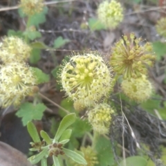 Hydrocotyle laxiflora at Dairymans Plains, NSW - 23 Nov 2022 02:35 PM