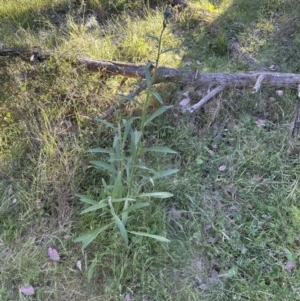 Cynoglossum australe at Cook, ACT - 24 Nov 2022 06:59 PM