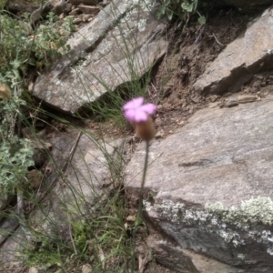 Petrorhagia sp. at Dairymans Plains, NSW - 23 Nov 2022