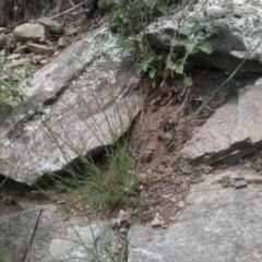 Petrorhagia sp. at Dairymans Plains, NSW - 23 Nov 2022