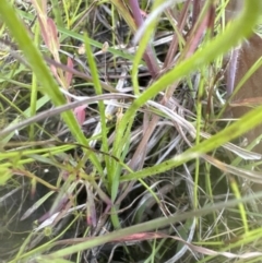 Hypoxis hygrometrica var. villosisepala (Golden Weather-grass) at Aranda Bushland - 24 Nov 2022 by lbradley