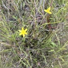 Hypoxis hygrometrica var. villosisepala at Cook, ACT - 24 Nov 2022