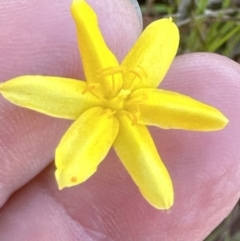 Hypoxis hygrometrica var. villosisepala at Molonglo Valley, ACT - 24 Nov 2022