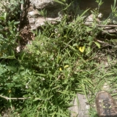 Solanum chenopodioides (Whitetip Nightshade) at Dairymans Plains, NSW - 23 Nov 2022 by mahargiani