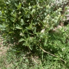 Solanum chenopodioides at Dairymans Plains, NSW - 23 Nov 2022