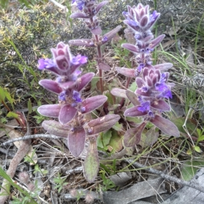 Ajuga australis (Austral Bugle) at Dairymans Plains, NSW - 23 Nov 2022 by mahargiani