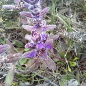 Ajuga australis at Dairymans Plains, NSW - 23 Nov 2022 02:22 PM