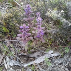 Ajuga australis at Dairymans Plains, NSW - 23 Nov 2022 02:22 PM