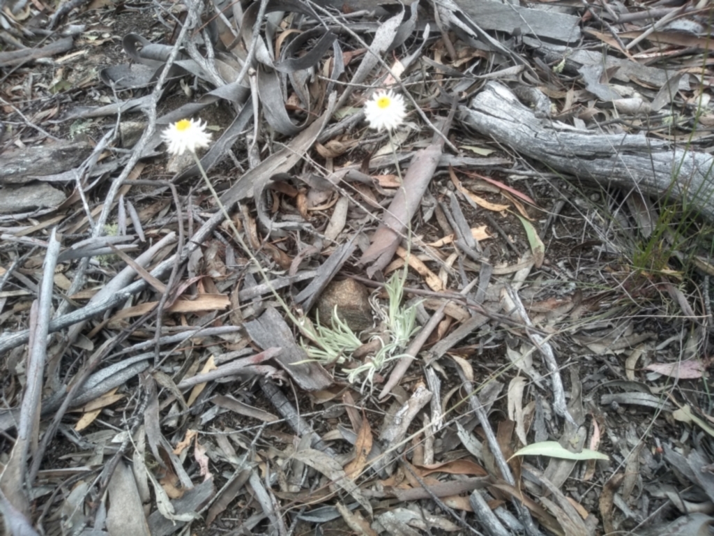 Leucochrysum albicans subsp. tricolor at Dairymans Plains, NSW - 23 Nov 2022