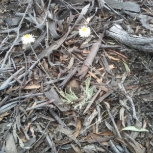 Leucochrysum albicans subsp. tricolor at Dairymans Plains, NSW - 23 Nov 2022