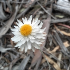 Leucochrysum albicans subsp. tricolor at Dairymans Plains, NSW - 23 Nov 2022