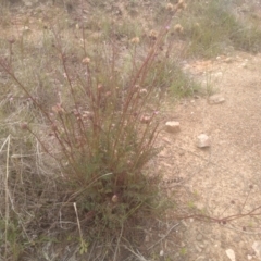 Sanguisorba minor (Salad Burnet, Sheep's Burnet) at Dairymans Plains, NSW - 23 Nov 2022 by mahargiani