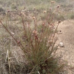 Sanguisorba minor at Dairymans Plains, NSW - 23 Nov 2022 02:49 PM