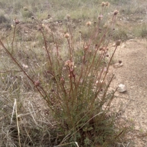 Sanguisorba minor at Dairymans Plains, NSW - 23 Nov 2022